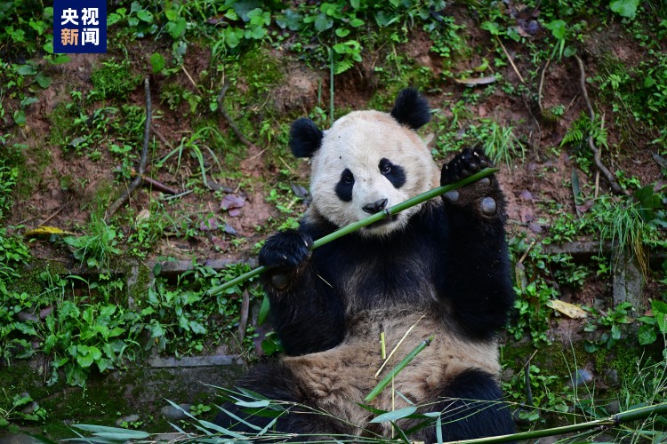 Çin, ABD'ye beş yıl aradan sonra bir çift panda gönderiyor