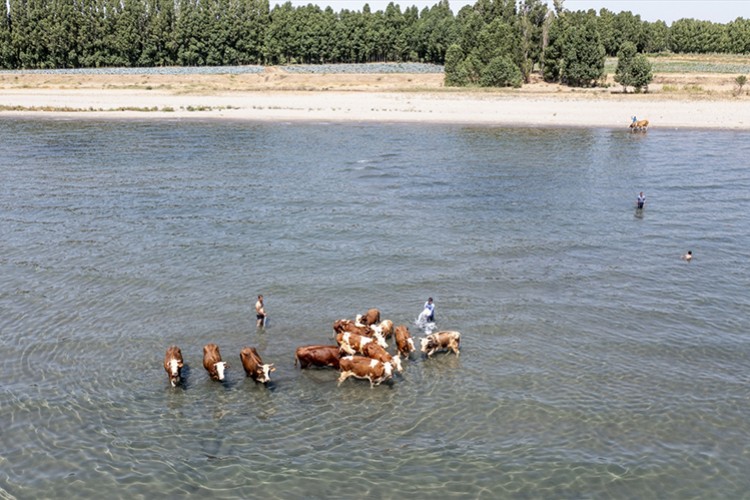 Besiciler sıcaktan bunalan hayvanlarını Van Gölü'nde serinletiyor