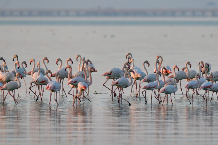 Kuveyt, flamingoların durağı oldu
