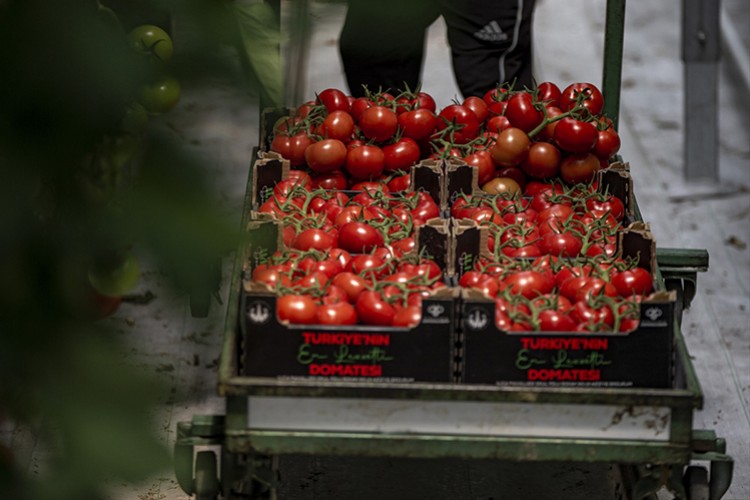 Jeotermal kaynakla üretilen domatesler pazarlanıyor