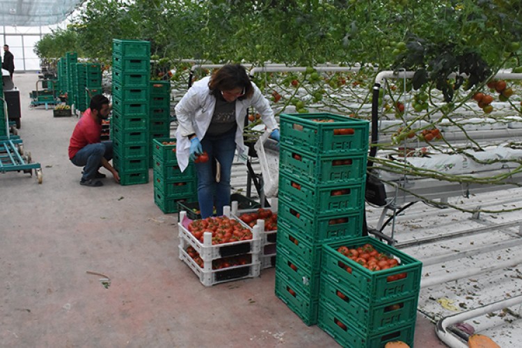 Teknolojik serada üretilen domatesler Avrupa'ya satılıyor