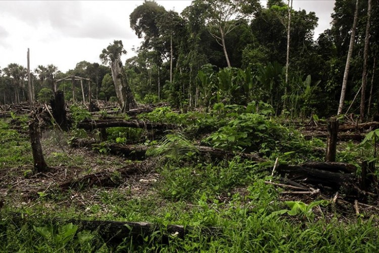 Amazonlardaki ormansızlaşma yüzde 50 azaldığını açıkladı