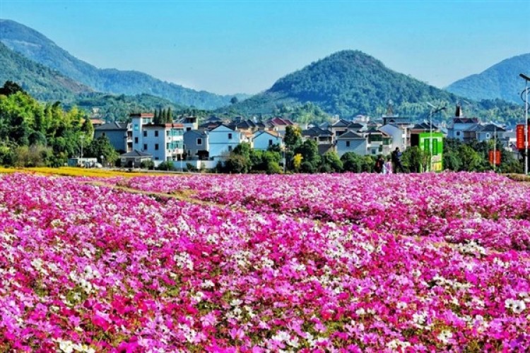 Her evde "zenginlik çiçekleri" açıyor