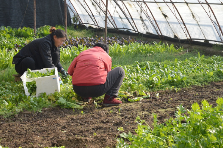 Bakan Ersoy'dan hortumda seraları zarar gören çiftçilere ziyaret