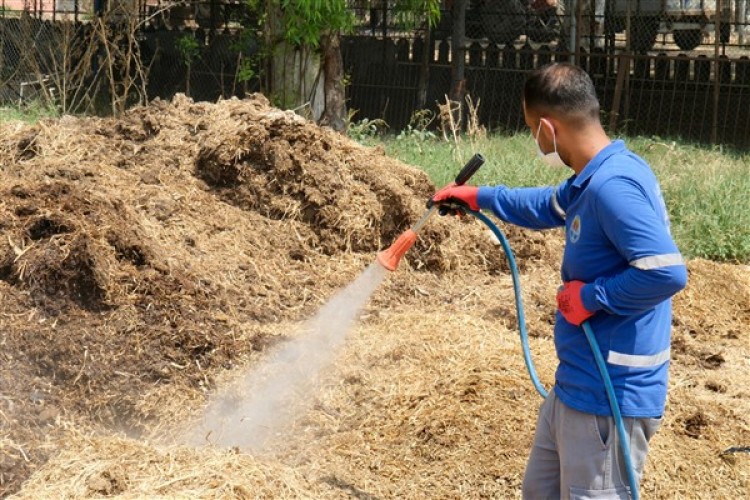 Adana'da Akdeniz meyve sineğiyle mücadele sürüyor