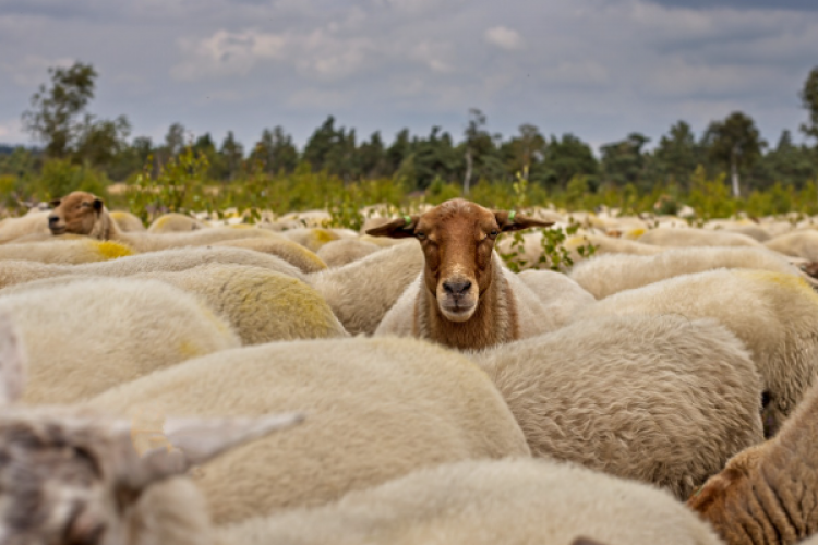 Bakan Yumaklı: Destek konusu performansa dayalı üretim için gerçekleşmiş olacak