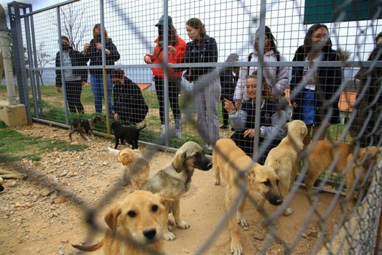 Muğla Büyükşehir Belediyesi 3 bin 174 hayvan sahiplendirdi
