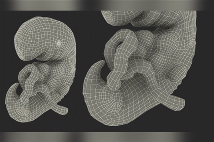 Çinli araştırmacılar, insan embriyosunun "kara kutusu"nu açtı