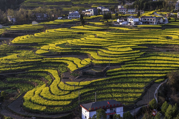 Çin'den kırsal bölgeleri canlandırma amaçlı yol haritası