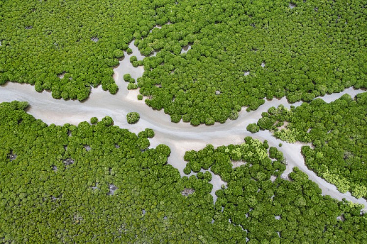 Çin'de canlı türü sayısı 6 bin 423 arttı