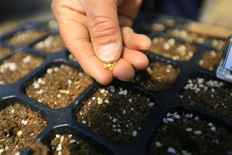 Muğla Büyükşehir, 19 milyon yerel doğumu toprakla buluşturdu