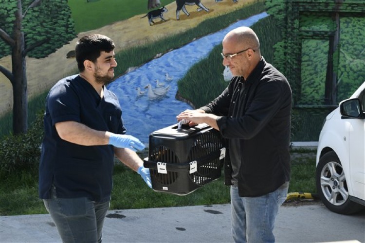 Hamile kedi Modern Hayvan Bakımevi'nde tedavi edildi