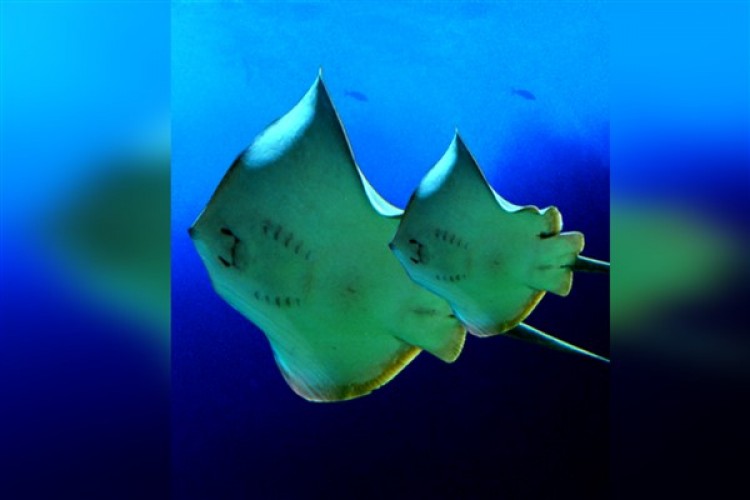 SEA LIFE Dünya Su Günü'nde okyanusların korunmasına çağrı yapıyor