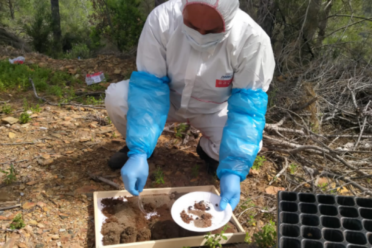 Anamur Orman İşletme Müdürlüğü, Çamkese böceği ile biyolojik mücadeleye başladı