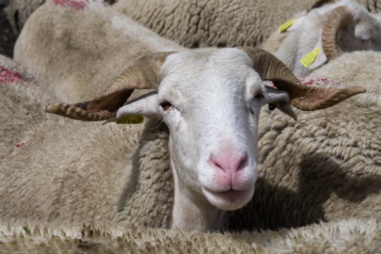 Bakan Yumaklı: Tarım Cebimde uygulamasını ücretsiz olarak indirebilirsiniz