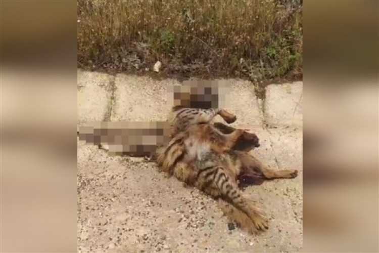 Şanlıurfa'da nesli tükenmekte olan sırtlana araba çarptı