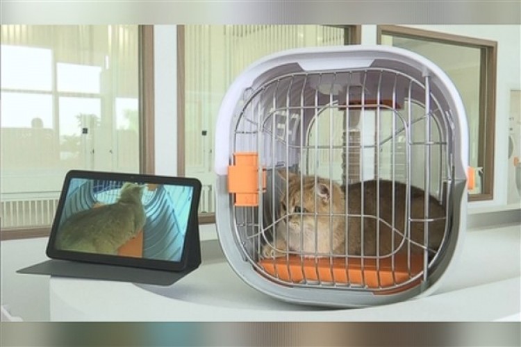 Çin'deki ilk evcil hayvan dostu terminal hizmete girdi