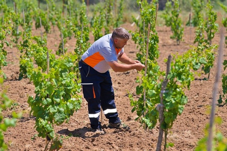 Bergama'nın geleneksel üzümleri yeniden canlanıyor