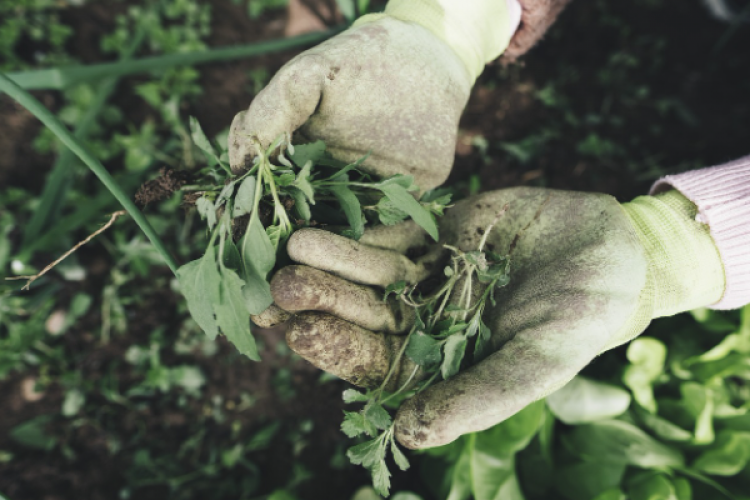 Mevsimlik tarım işçilerinin günlük ücretleri 512 liraya yükseldi