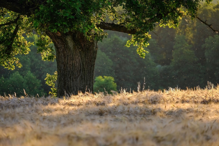 Hatay'da ormanlara girişler yasaklandı