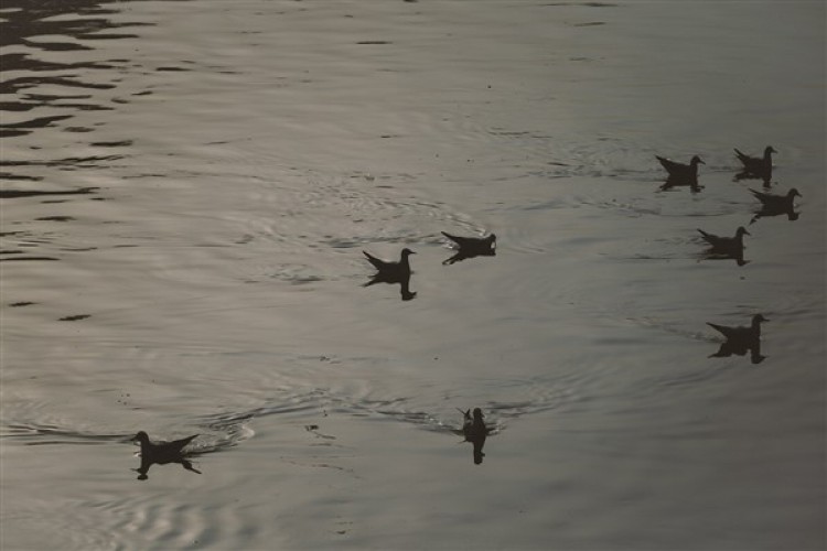 Aliyev: "İklim değişikliğini bir görev bilinciyle çözmezsek, bundan herkes zarar görecek"