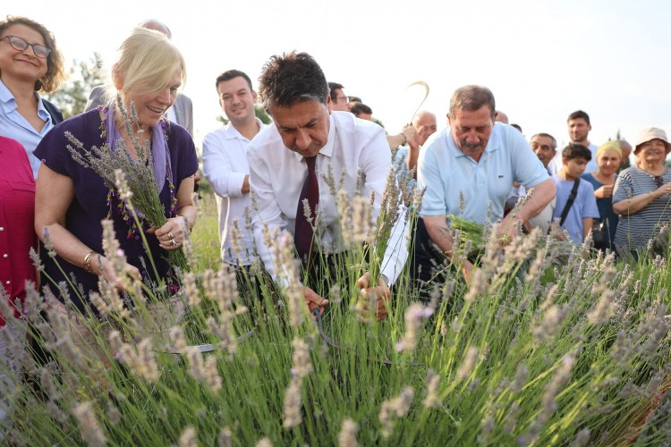 Başkan Aras, Lavanta Şenliği'nde ilk hasadı yaptı