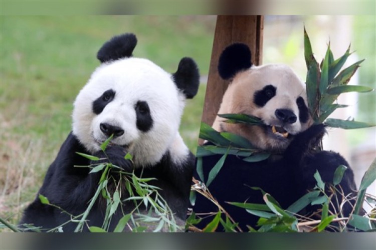 Çin, San Diego Hayvanat Bahçesi'ne iki panda gönderiyor