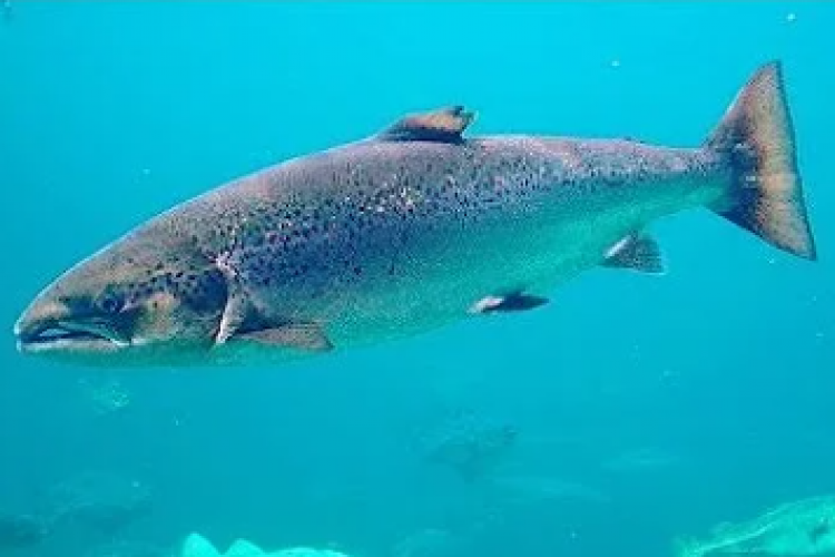 Kuzey Avrupa nehirlerinde somon azalmasının nedenleri araştırılıyor