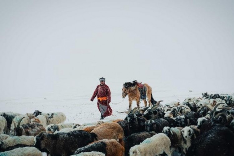 Moğolistan'da yaklaşık 5 milyon hayvan öldü