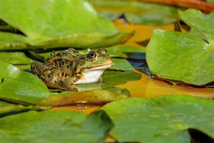 İngiltere'de kurbağaların güvenli geçişi için yolu altı hafta kapattılar