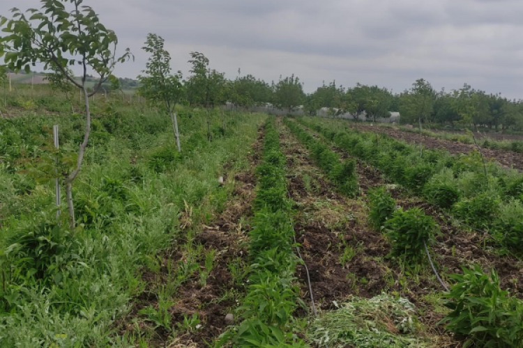 Balıkesir Büyükşehir, Sözleşmeli Üretim Modeli'ni takip ediyor