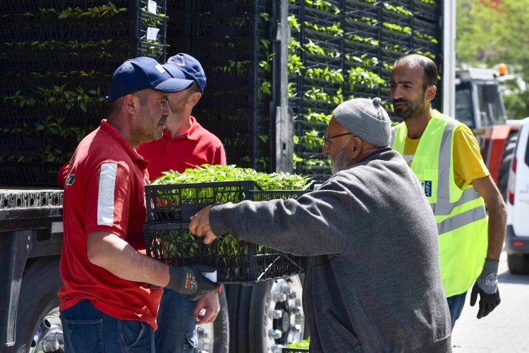 Ankara'da sebze fidesi desteğinin dağıtımına başlandı