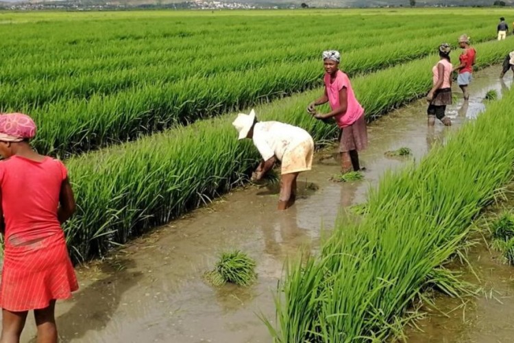 OECD & FAO: Gelişmekte olan ekonomiler tarım piyasalarını on yıl boyunca yönlendirecek