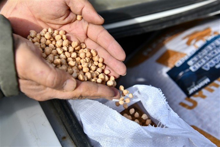 Başkent'te nohut tohumu desteği için başvurular başladı