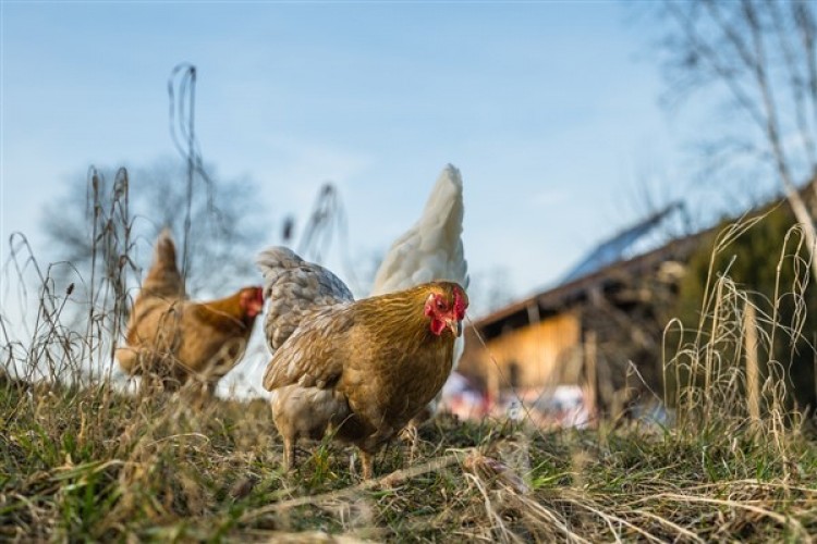 TÜİK-Tavuk yumurtası üretimi Şubat'ta yıllık yüzde 7,3 artışla 1,73 milyar adete yükseldi