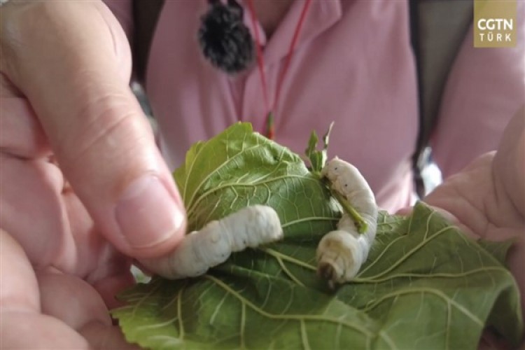 Ağustos böceği ile ipeğin hikayesi