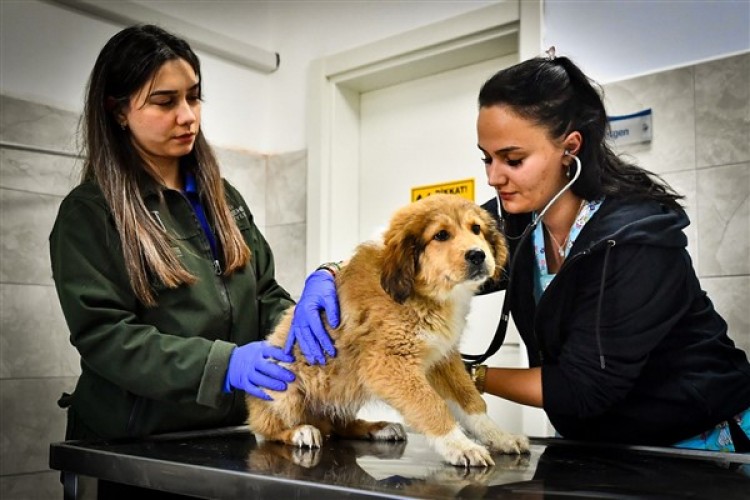 Seyrek Sahipsiz Hayvan Hastanesi sokak hayvanlarına yaşam veriyor