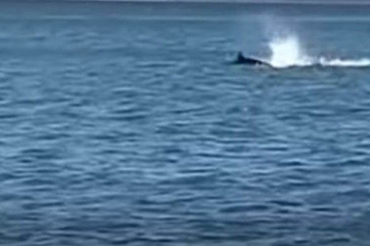 Katil balina Güney Afrika kıyılarında büyük beyaz köpekbalığını öldürürken görüntülendi