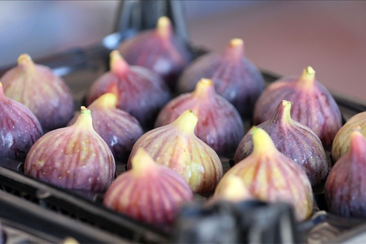 Bursa siyah inciri 32 ülkede ağızları tatlandırdı