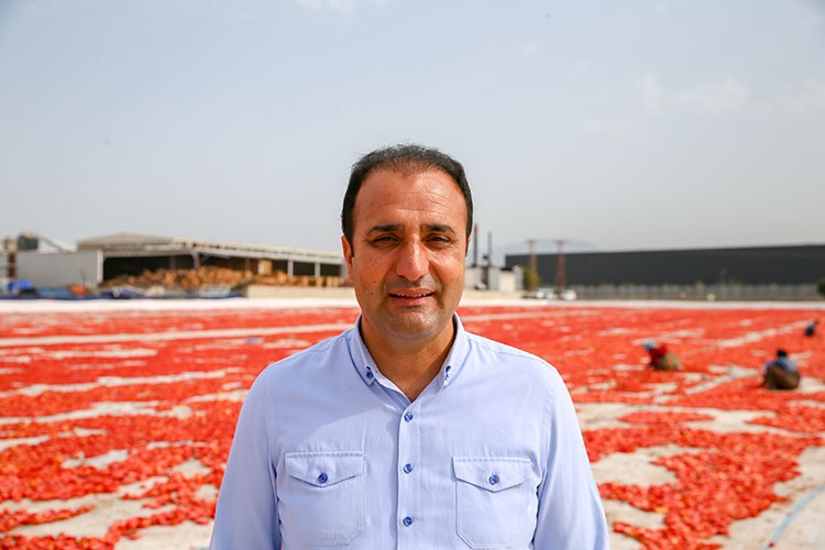 Aşırı sıcaklar Ege ovalarındaki domates mesaisini erken bitirecek