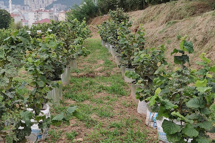 300 dönüm fındık bahçesi yenilendi