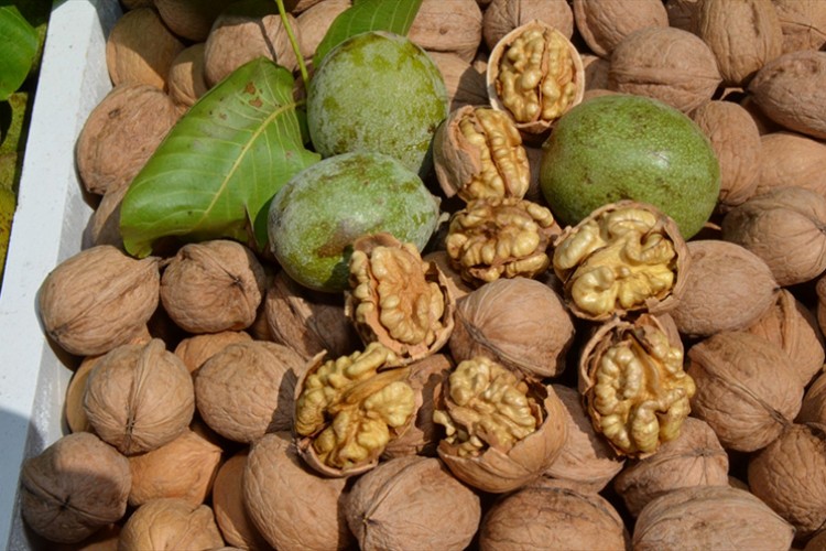 Çağlayancerit cevizi AB coğrafi işaret belgesiyle tescillendi