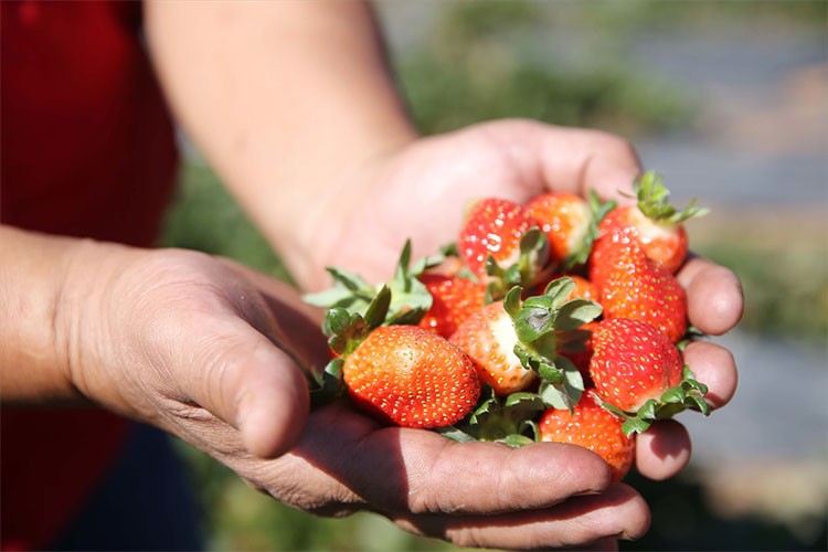 Küçük parçalı arazileri 12 ay çilek üretimiyle ekonomiye kazandırıldı