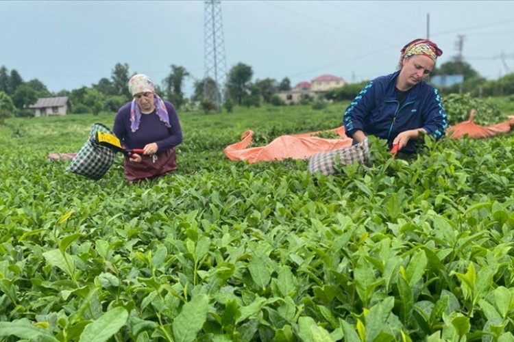 Çay ihracatından 10,2 milyon dolar