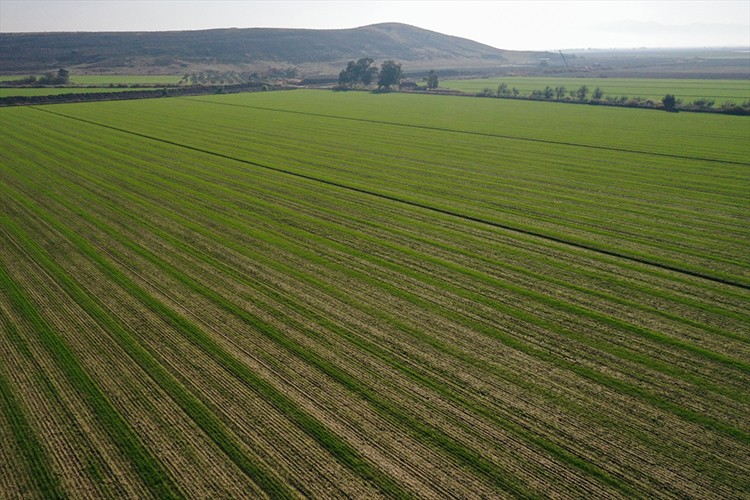 Ege'de çiftçinin kuraklık endişesi yağmurla umuda döndü