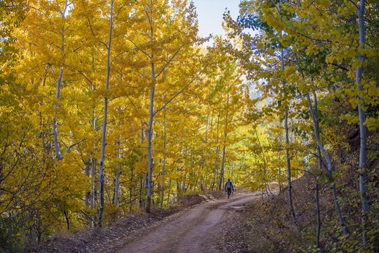 Doğa tutkunları Salördek ormanlarında stres atıyor