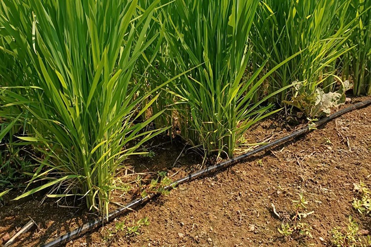 Çeltikte damla sulamayla sudan tasarruf, verimde artış sağlandı