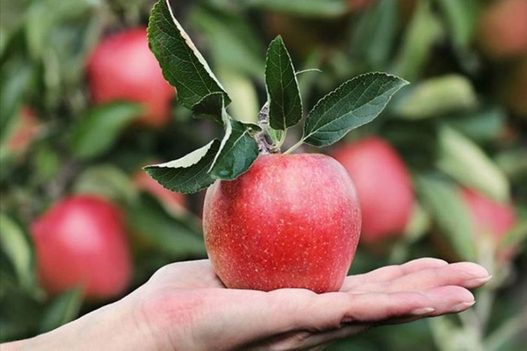 'Kozmik Kütür' satışta