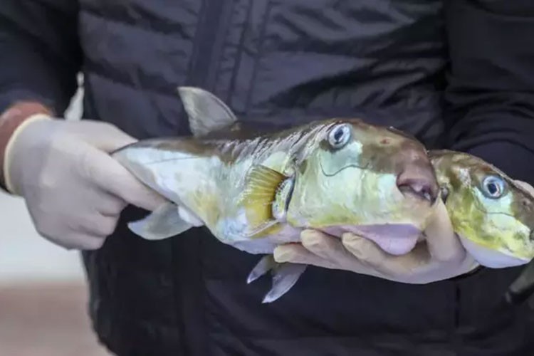 Balon balığı avcılığına yönelik destekleme tutarı artırıldı