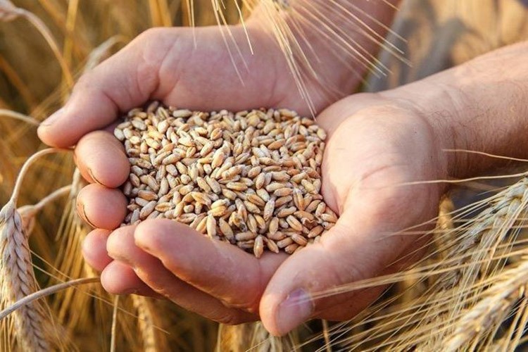 Enerji maliyeti buğday fiyatlarını etkiliyor